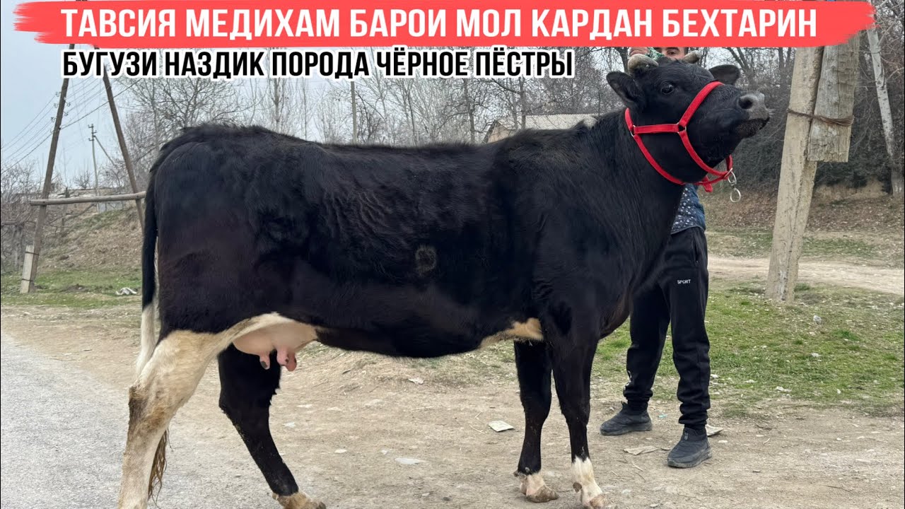 БАРОИ МОЛКАРДАН ТАВСИЯ МЕДИХАМ 4 марта 2026 г.