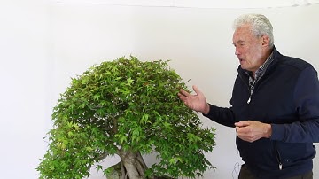 Creating ramification on a Bonsai (Hedge pruning)