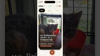 Tinder but for cats 🐱 #cats #catadoption #adoptdontshop #rescuecat #catlover #kitten #petadoption