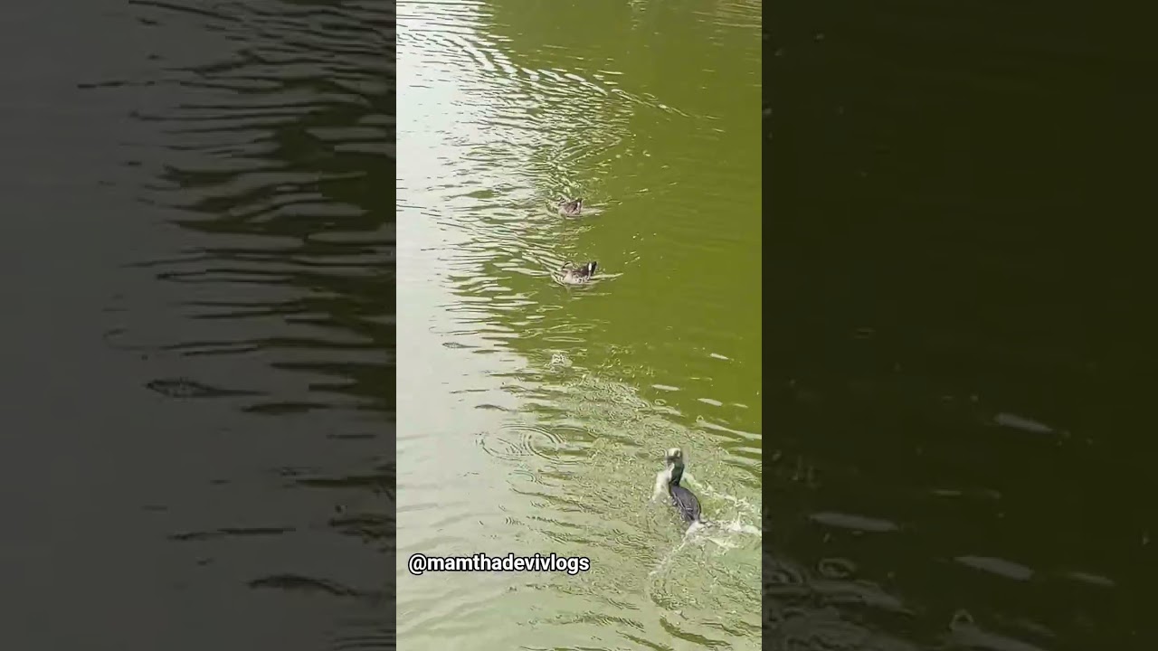 lalbagh lake duck eating fish 🐠🐋🐟🦆
