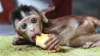 So Pitiful Weak Baby Monkey Ting Ting Lying Down And Crying Silently During Dad Grooming