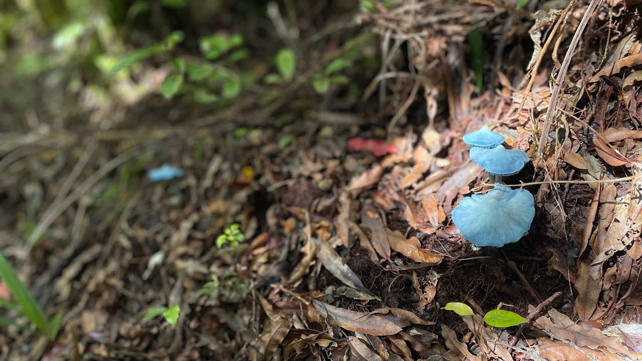 Te Puru Track in Thames Absolutely wild enough for expert trampers