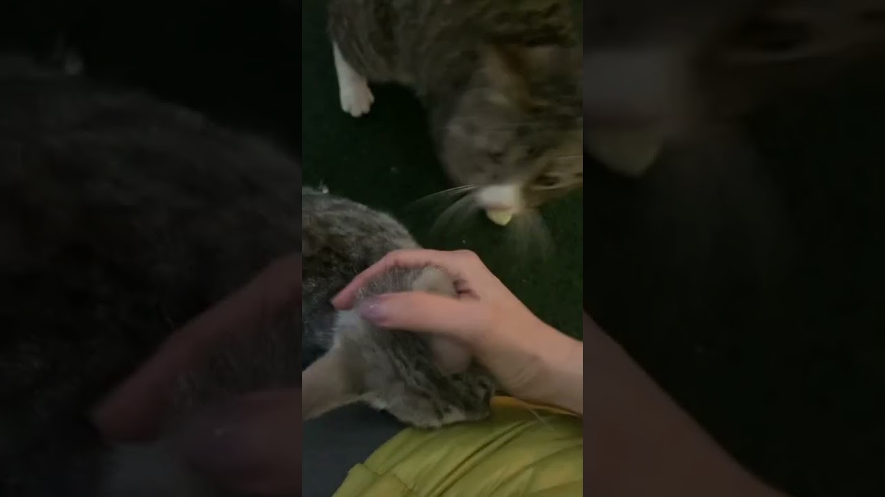 Cute street cat looking for his family🍀🏠 уличный котик в поисках своей семьи❤️