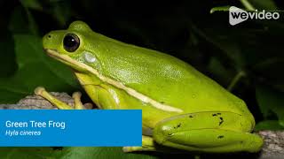 green tree frog