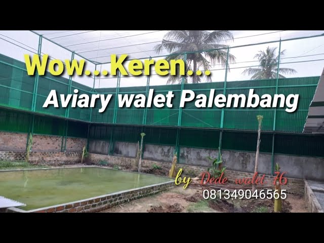 AVIARY WALET PALEMBANG SIAAP RILIS..... class=