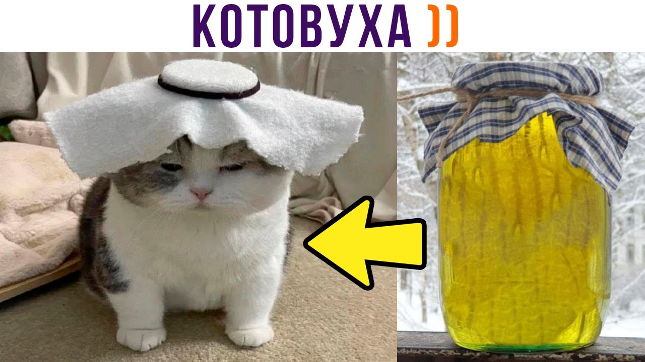 КОТОВУХА ))) Приколы с котами | Мемозг 1194 - YouTube