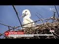 На Сумщині селяни опікуються пташеням лелек, якого полишили батьки