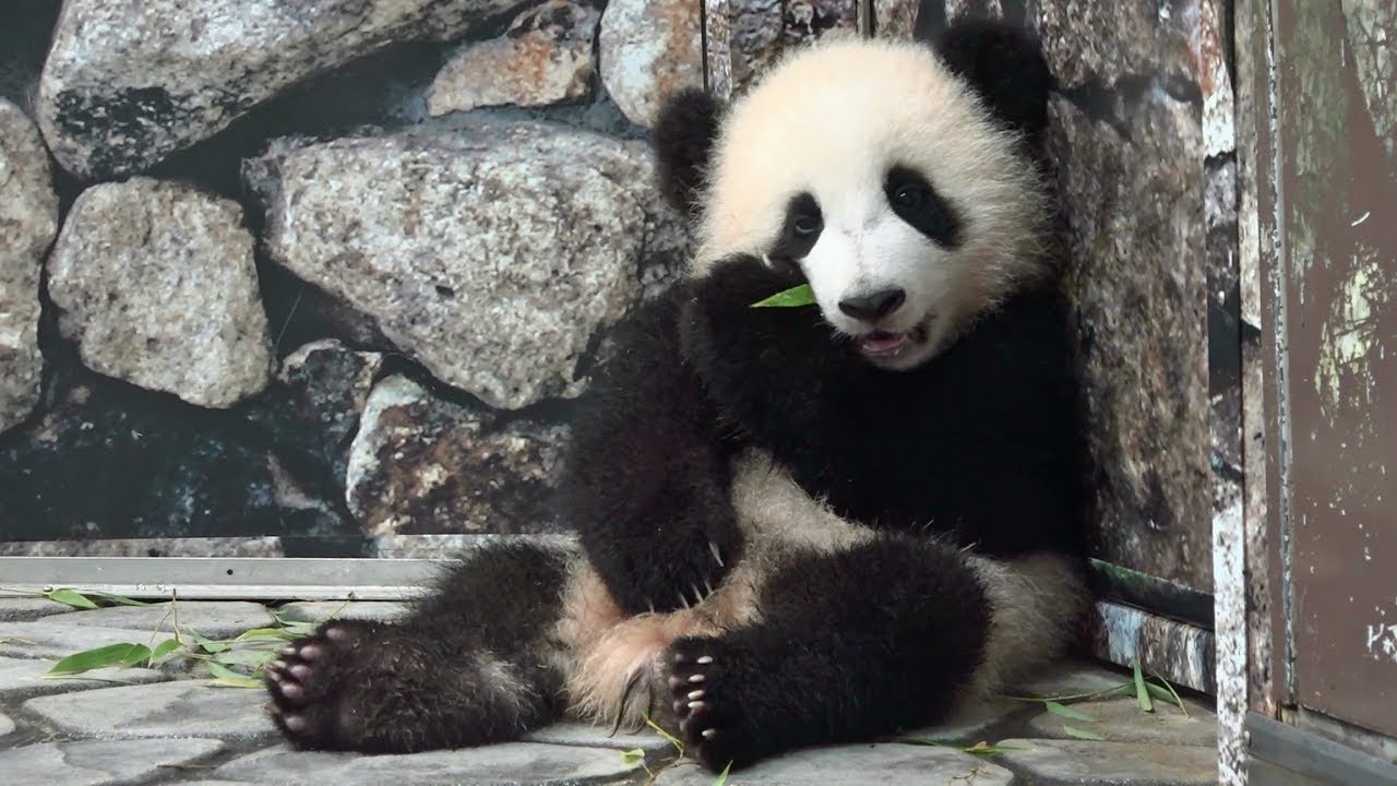 Cute Panda Baby Ouhin 可愛い赤ちゃんパンダ桜浜 アドベンチャーワールド Youtube Cute Panda Baby Ouhin 可愛い赤ちゃんパンダ桜浜 アドベンチャーワールド Youtube