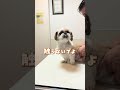 ヘルニアのワンちゃんをゴッドハンドで治します!#shorts