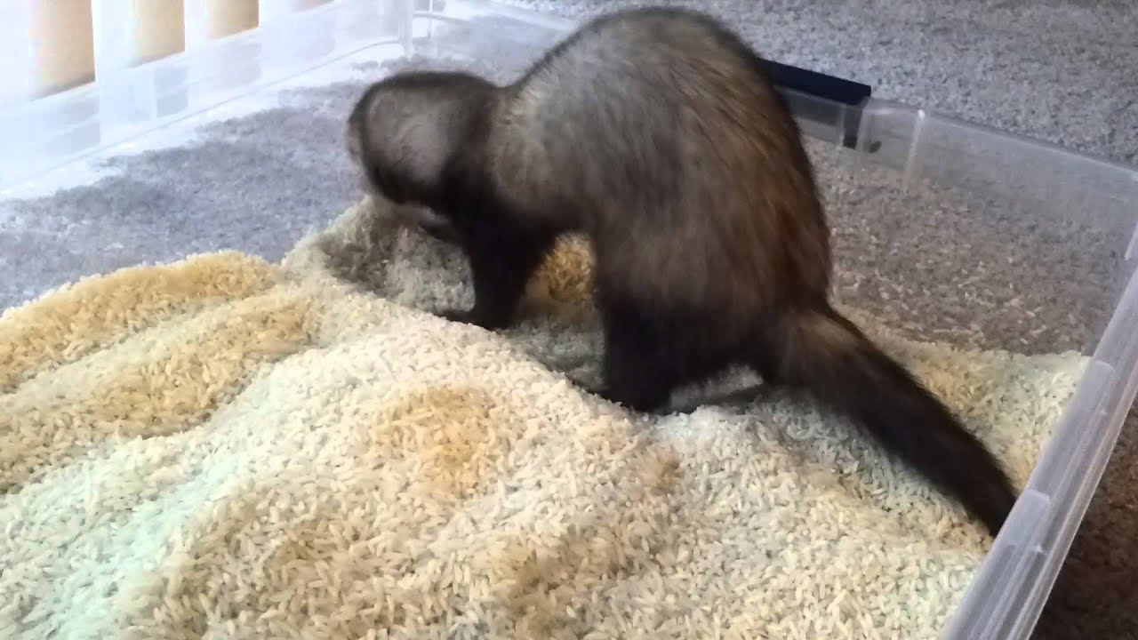Ferret vs Rice Box - YouTube