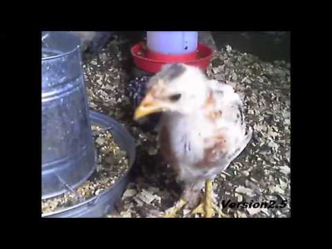 remedios para la peste de gallinas