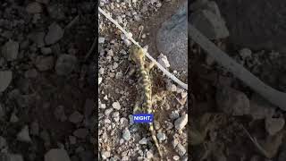 Where is this Tiger Salamander Going? #salamander