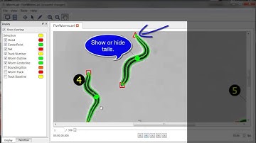 WormLab 3.0: Display Features