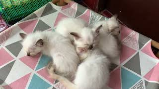 A deep sleep of my Permese kittens😽 by JunPetsWorld 124 views 1 year ago 2 minutes, 49 seconds