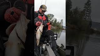 Big largie weighed 7.8 lbs! #bassfishing #kayakfishing #fishing #bigbass #shorts #shortvideo #short