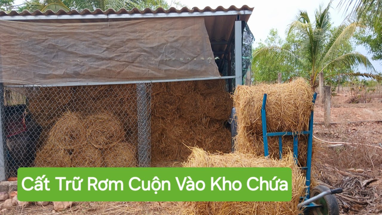 Mua Được Rơm Cuộn Giá Rẻ - Nay Mình Chuyển Rơm Khô Vào Nhà Chứa - YouTube
