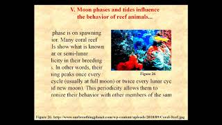 Moon Phases and Their Effect on the Sea