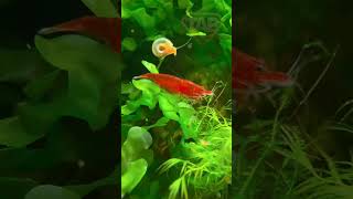 #aquascapegallery #aquascapeaquarium #fish #aquascapelowtech #fishtankdesign #membuataquascape #reef