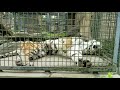 猫みたいなトラ【茶臼山動物園】 の動画、YouTube動画。