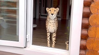 Гепард пробрался в дом. Герда и Месси поменялись домами #cheetah