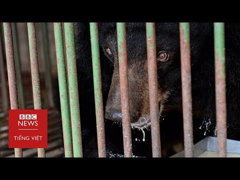 Video Việt Nam: Thân phận thảm thương của gấu bị bắt lấy mật... - youtube