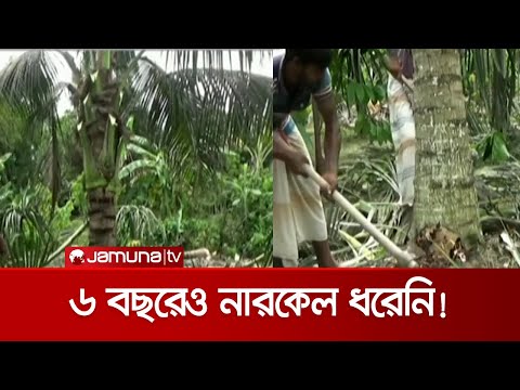 ভিডিও: নারকেল গাছ কেন বাঁকে?