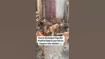 Every bit helps! Tap the PayPal link in our bio to support the shelter 🙏