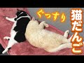 【結果報告】健康診断から帰宅し、疲れてぐっすり眠るニャーゴとつよボム