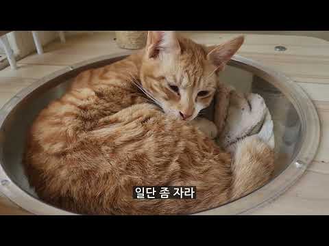 막둥이 까망이도 외박했으니 치즈도 외박하겠답니다