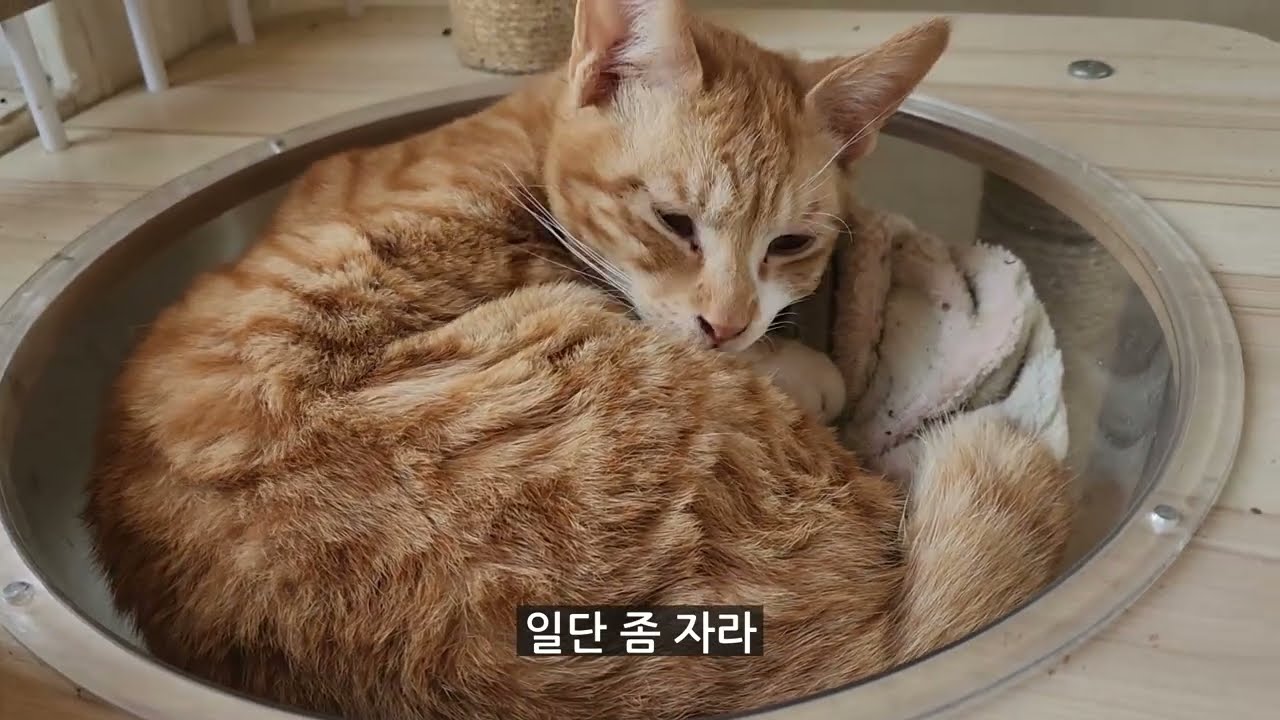 막둥이 까망이도 외박했으니 치즈도 외박하겠답니다