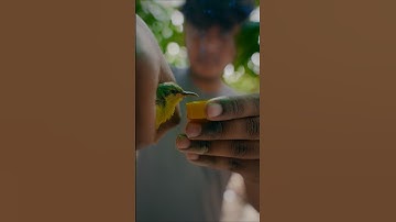 Sunbird rescue [failed] #birds