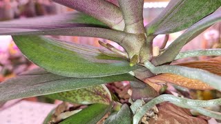 Орхидея с ЦВЕТОНОС из ТОЧКИ РОСТА | Этапы роста и развития | Phal. Scention, Парфюмерная Фабрика