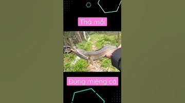 Lên bờ cá lóc thật đẹp | câu cá lóc.! #caucaloc #cauca #caucagiaitri #fishing #youtubeshorts