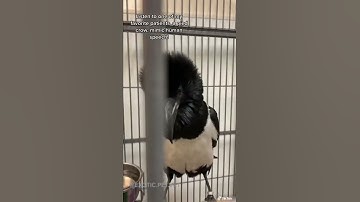 Talking Pied Crow: Bird Mimics Human Speech