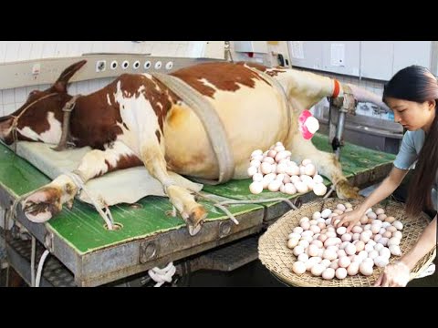 Feeding and care of cows that lay eggs. Is this possible? : Modern Cattle Farm in USA 2023