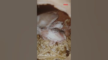 java breeding progress Alhamdulillah viralvideo #video #viralshorts #viralshort