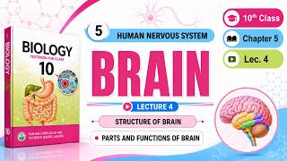 Details Brain | Structure and Functions | Class 10th Biology | Chapter 5 Coordination Guide