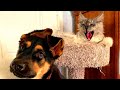 ПРИКОЛЫ С ЖИВОТНЫМИ 😺🐶 Смешные Животные Собаки Смешные Коты Приколы с котами Забавные Животные #127