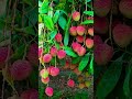 লিচু...#fruit #shortsviral #rajshahi #লিচু #lichi #fruitlovers #viralvideo #shortsfeed #trending