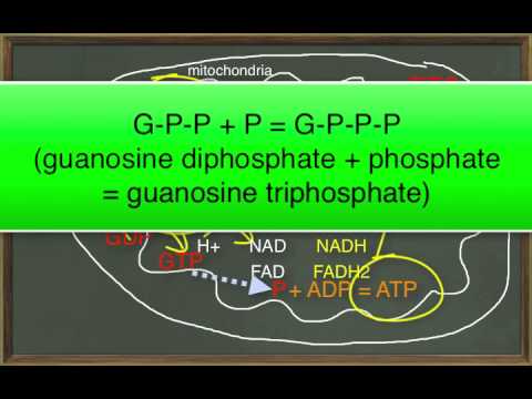 Chapter 25 Module 2 Glycolysis, TCA Cycle, and ETS