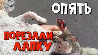 ДЖЕК ПОРАНИЛ ЛАПУ о стекло 😬 Это был осколок бутылки/ Что делать если собака порезала лапу