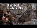 LE HIBOU GRAND DUC : Carnet d'Affût #1