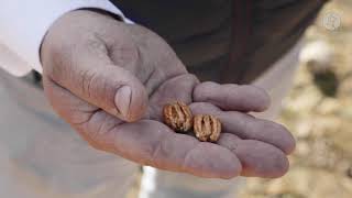 La nuez pecana, un fruto seco con mucho futuro | La besana en verde