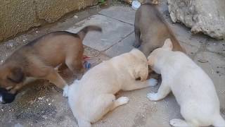 جراوي كلاب بلدي | cute puppies