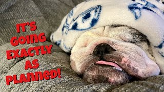 Reuben the Bulldog: Holiday Update