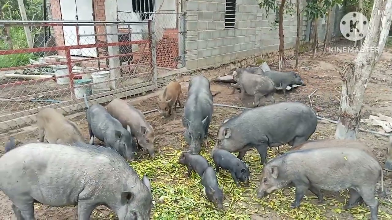 29/7/24/ Mòi cô chú ac xem mô hình nuôi heo rừng lai ở phú mỹ