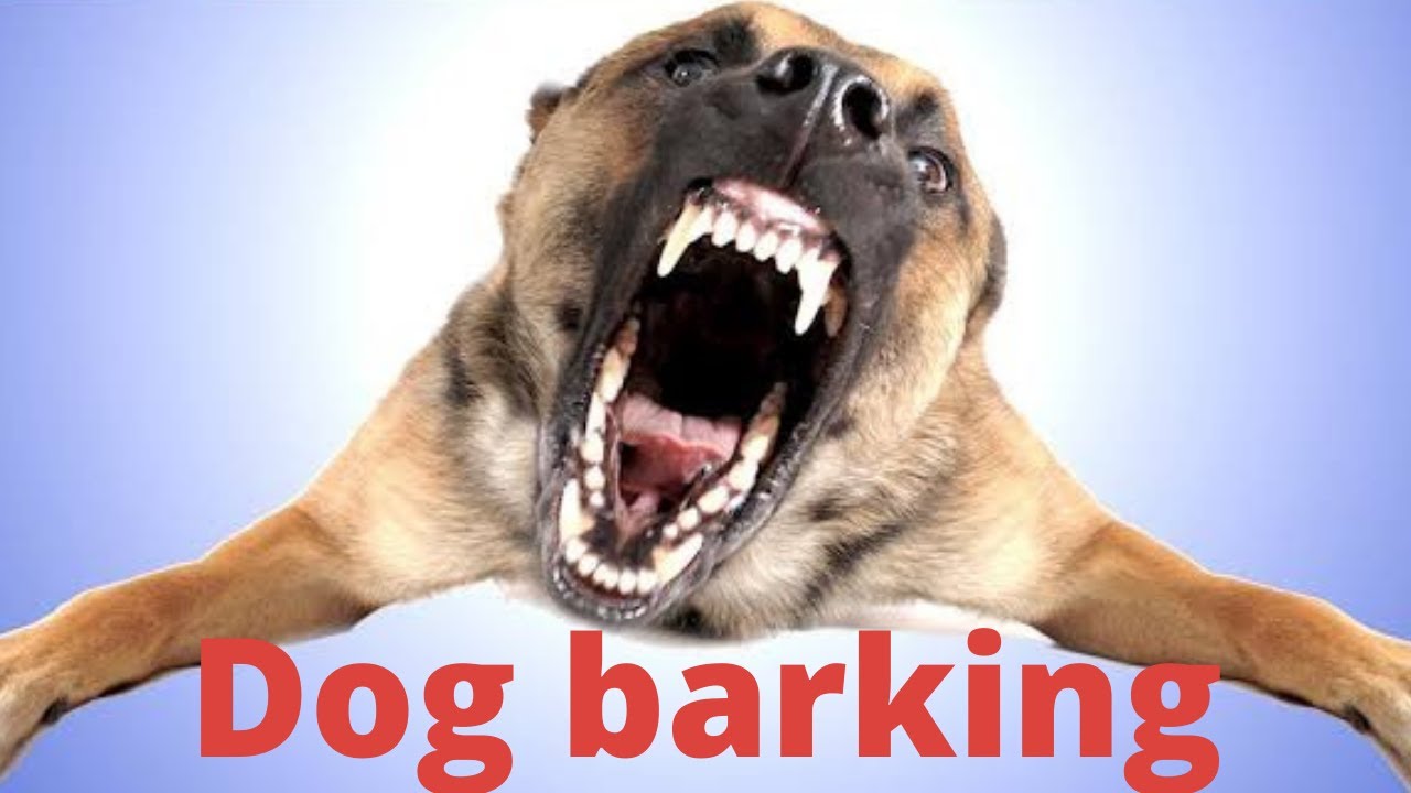 Dog Barking Sound Dog Sound Effect by the mobile ringtone dog barking