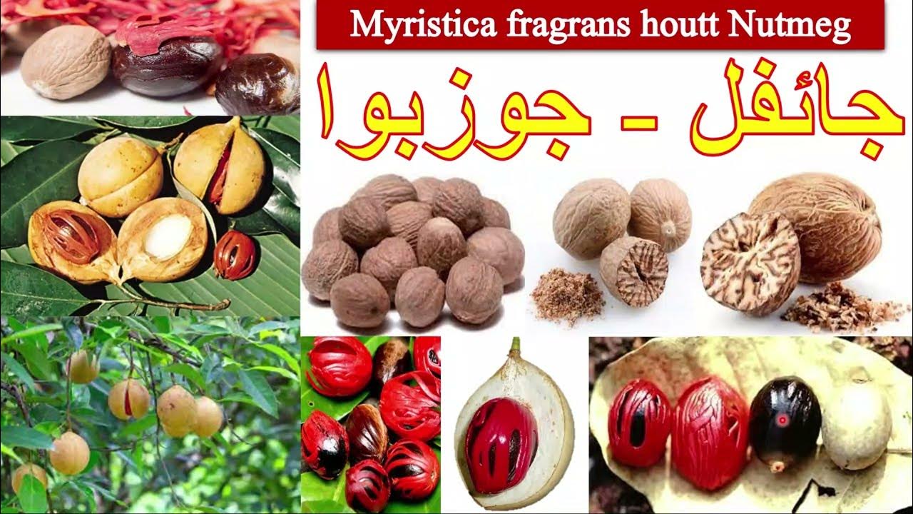 جائفل کے فائدے/جوزبوا/Benefits of Nutmeg/Nutmeg/Jaiphal/FTJ/Medicine
