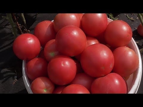 Video: Delikata Tomatkakor