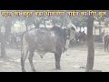 Our best breeding gir bull Ram of Bhavnagar bloodline at Surat | 9081271242 | Gujarat Gir cows
